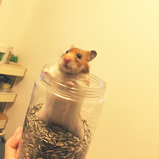 ohanaさんの実例写真