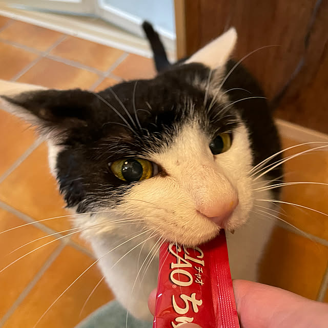 nekosamaさんの部屋