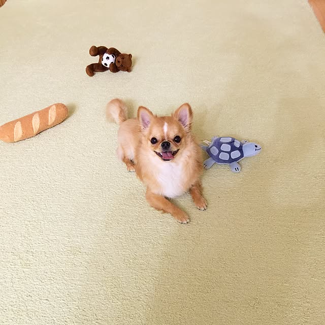 haruhinaさんの実例写真