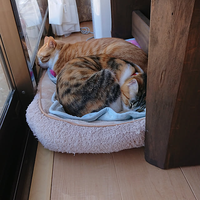 akiさんの実例写真