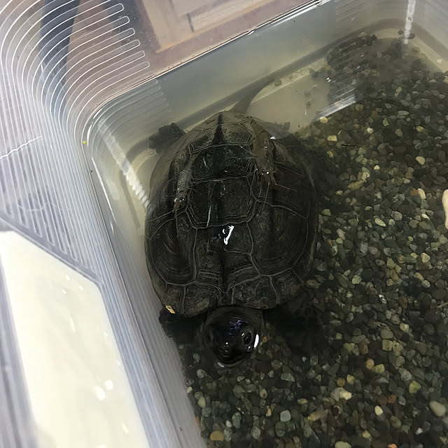 tornadeさんの実例写真