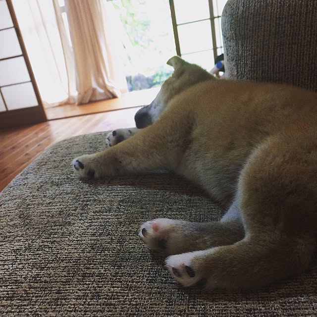 dongurieさんの実例写真
