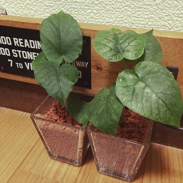 Chikakoさんの実例写真