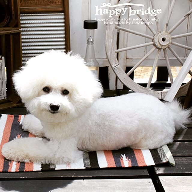 happy_bridgeさんの実例写真