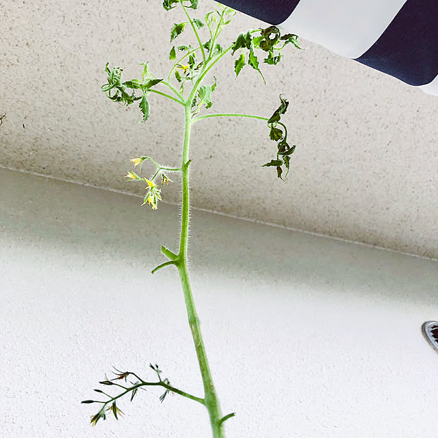 hanachanさんの部屋