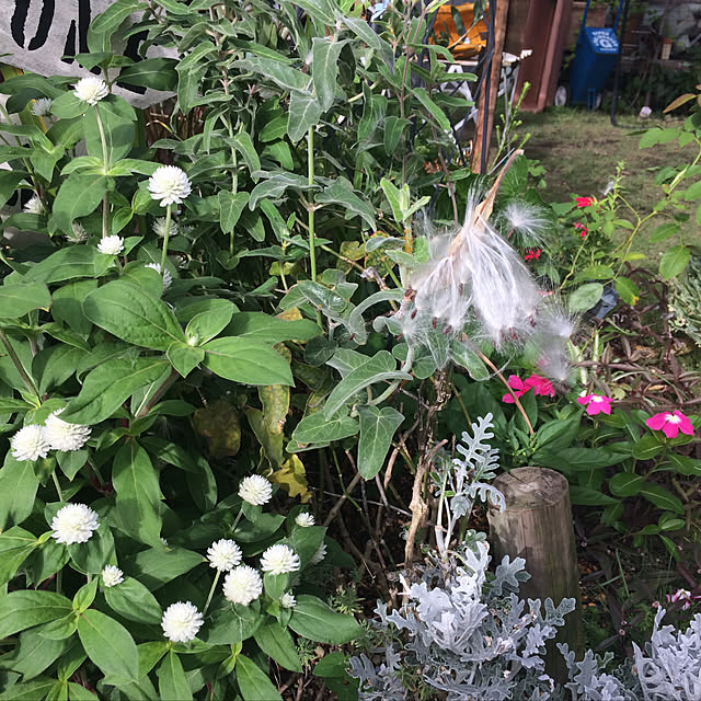ayaさんの実例写真