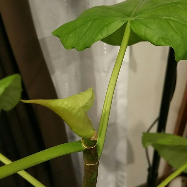 yumiさんの実例写真