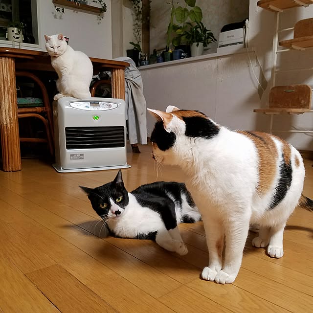 Kinanさんの実例写真