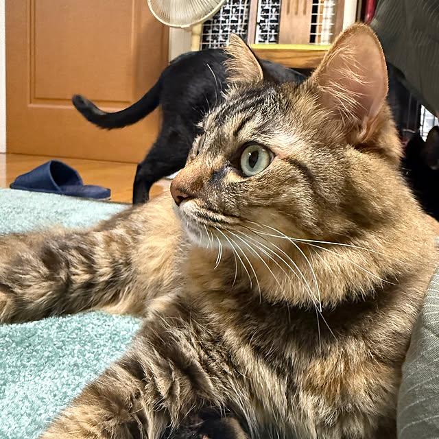 prelumoさんの部屋