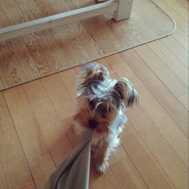 mayuoさんの実例写真