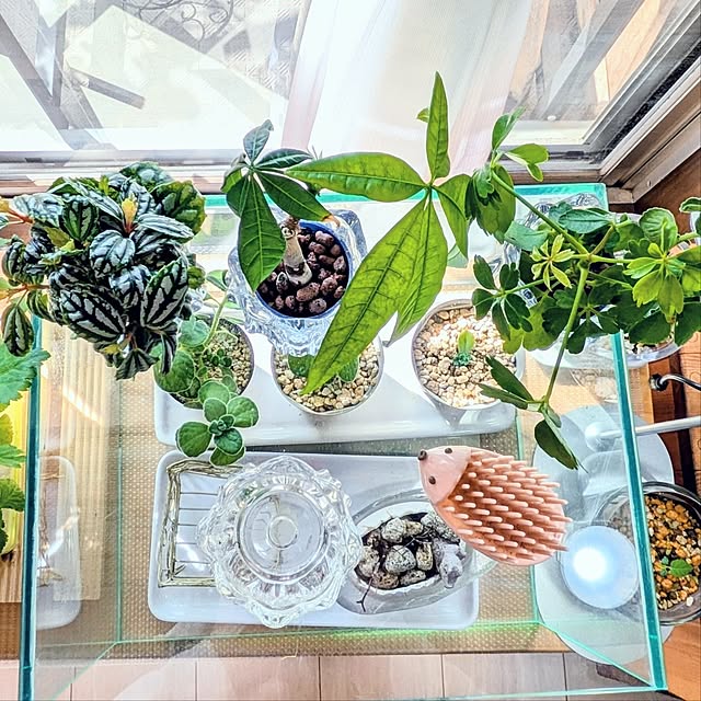 mi-saさんの部屋