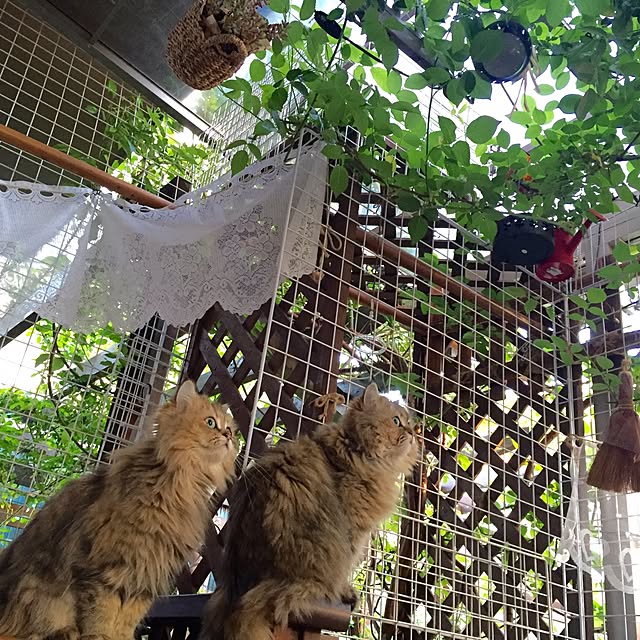 butachanさんの実例写真