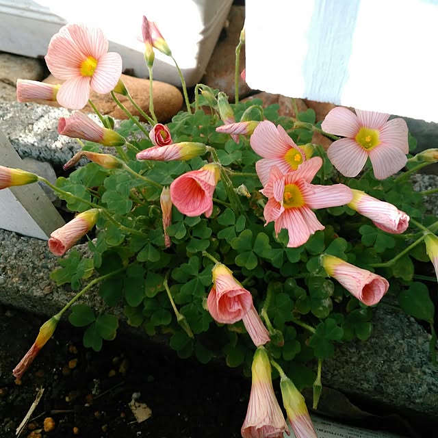 shoko0420さんの実例写真