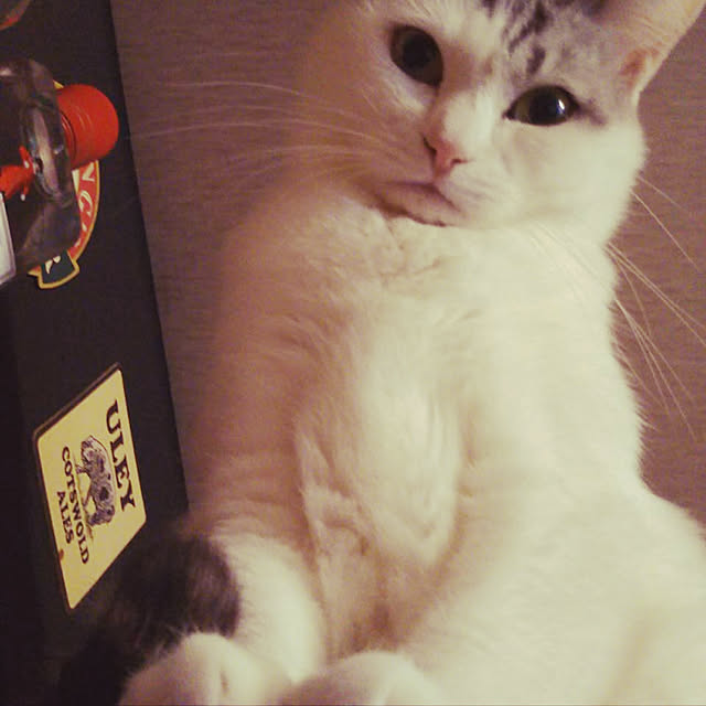 Miechamさんの実例写真