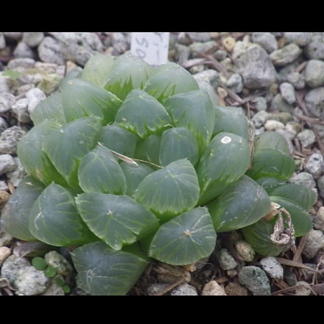 Plantexhibitionhallさんの実例写真