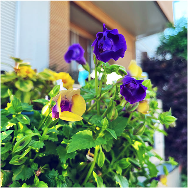 yukarin-gardenさんの部屋