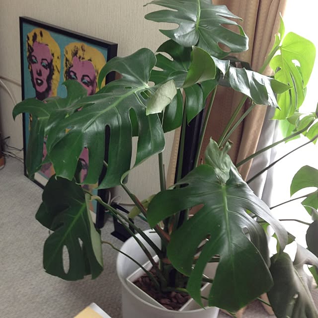 0426yukoさんの実例写真