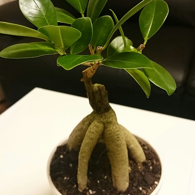 リビング/観葉植物のインテリア実例 - 2015-10-04 08:38:21