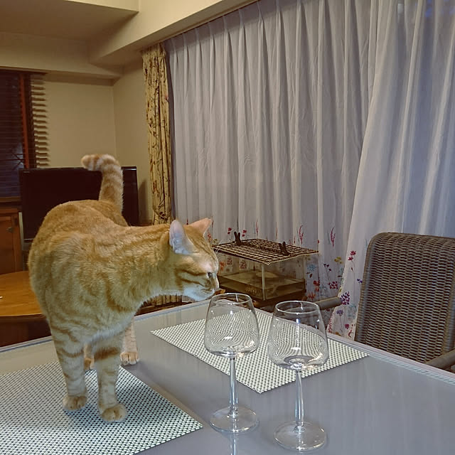 okyosan101さんの実例写真