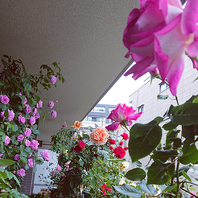 yokochanさんの実例写真
