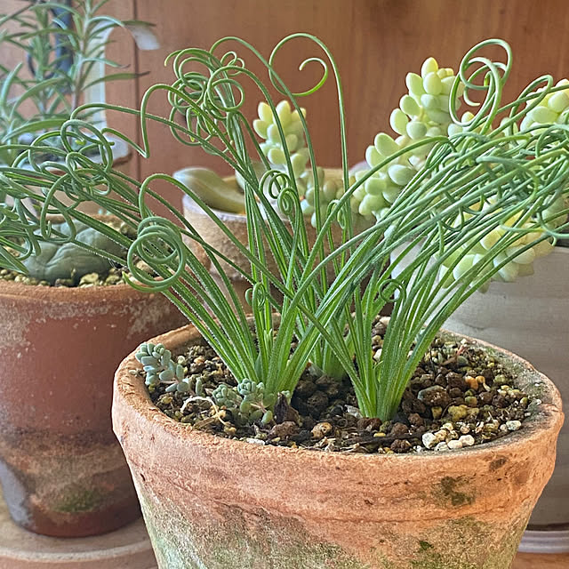 mintteaさんの部屋