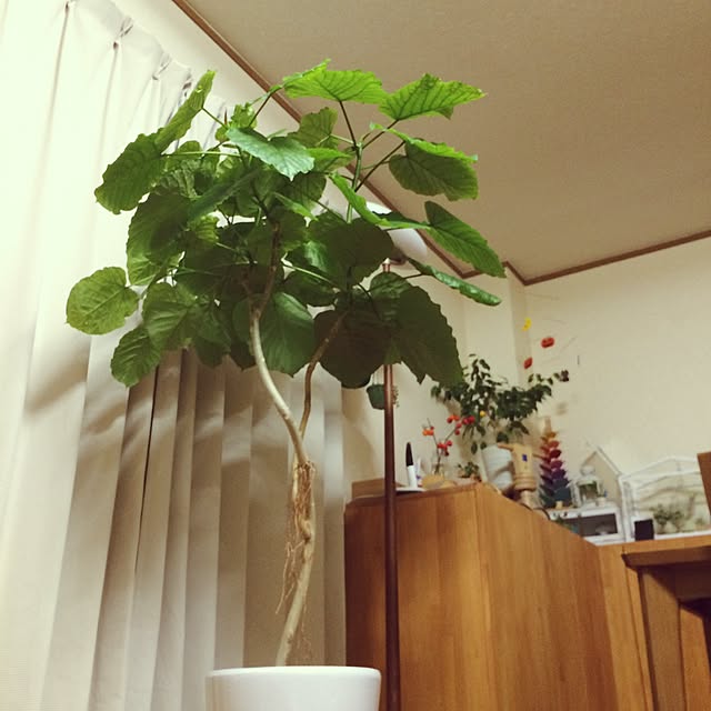 yukaさんの実例写真