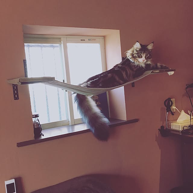 decorameowさんの実例写真