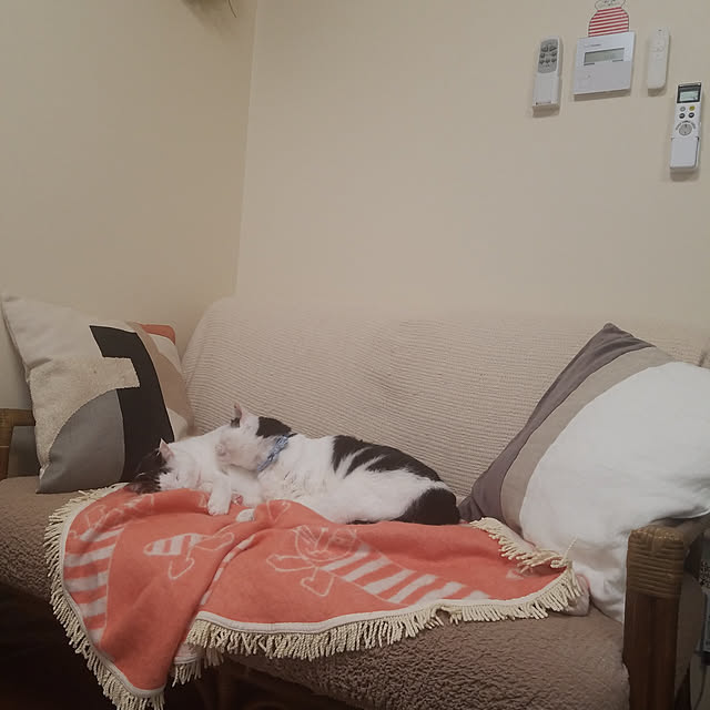 yuuさんの実例写真