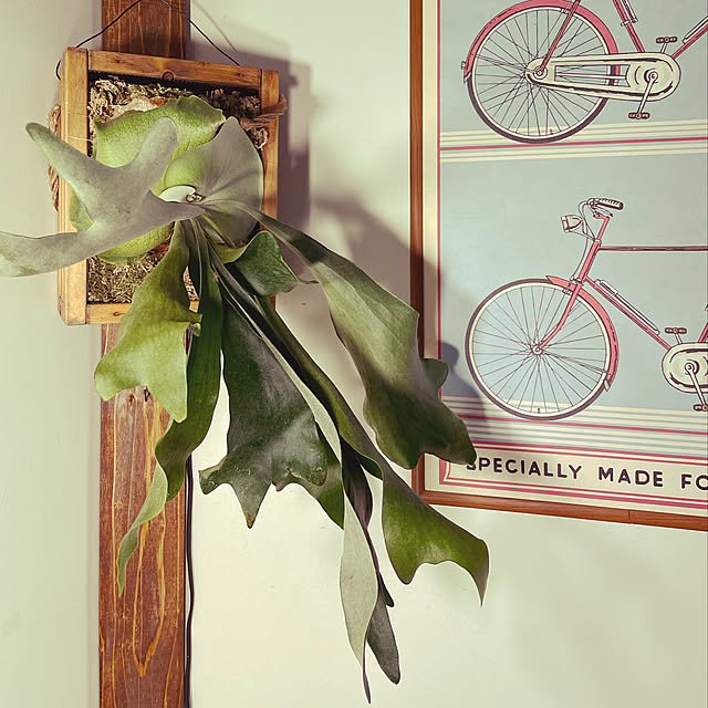 観葉植物/照明/雑貨/DIY/レトロ...などのインテリア実例 - 2021-10-05 21:02:50