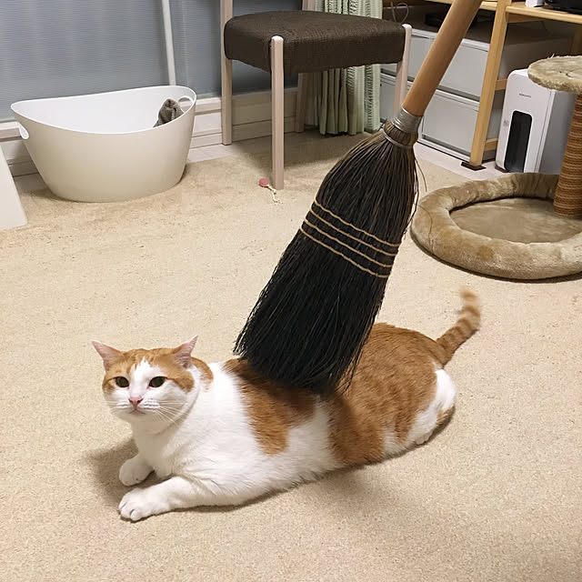 bikkeさんの実例写真