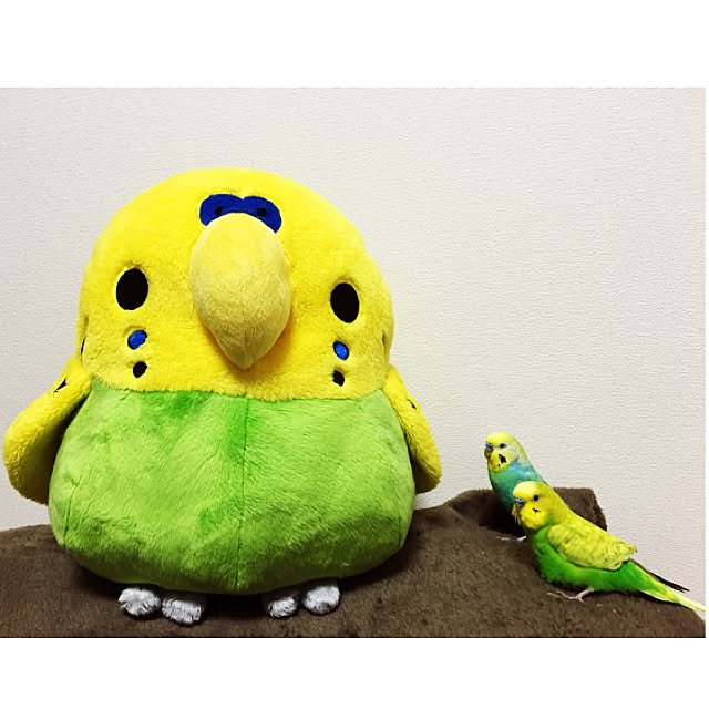 ritaroさんの実例写真