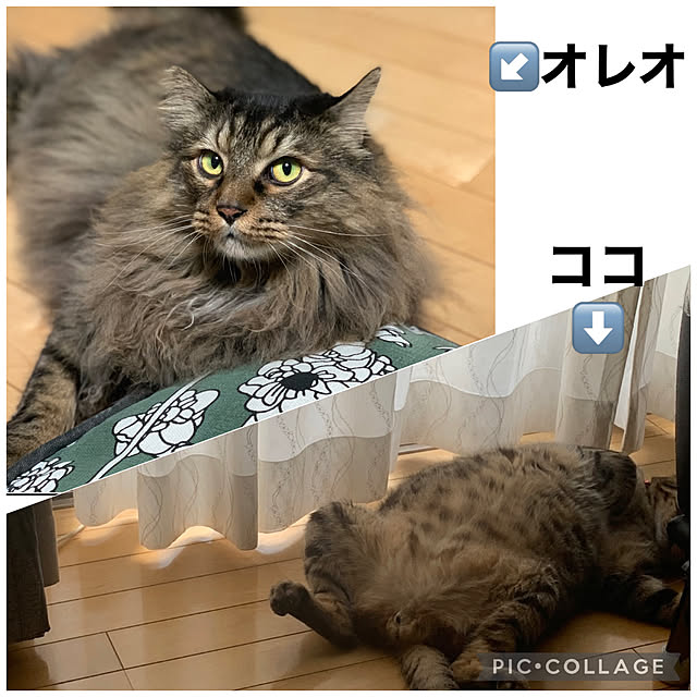 yukarin-gardenさんの実例写真