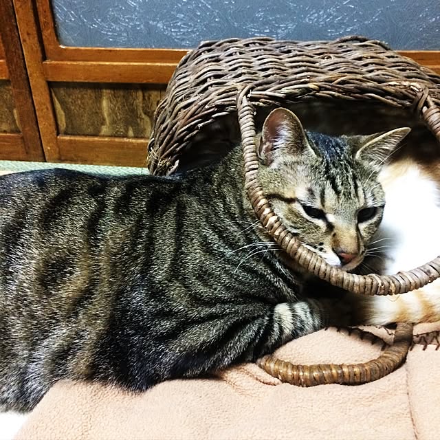 syokoさんの実例写真