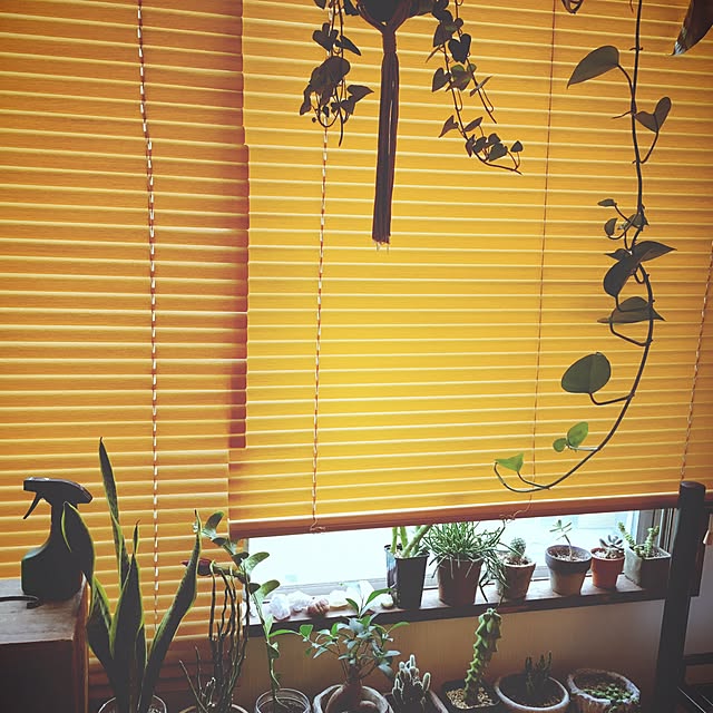ベッド周り/植物/古い家/植物のある暮らし/お花のある暮らし...などのインテリア実例 - 2016-06-11 22:15:33