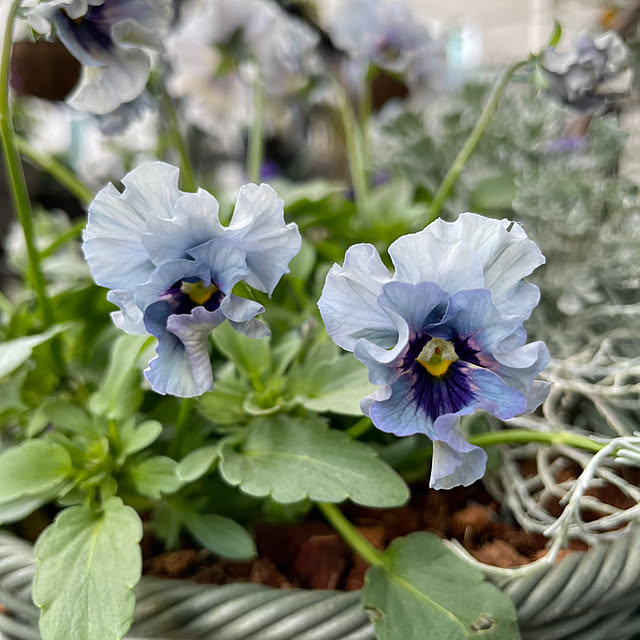 shiropenguinさんの部屋