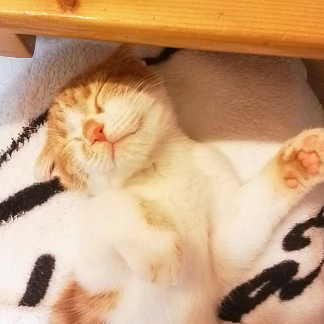 mikiさんの実例写真