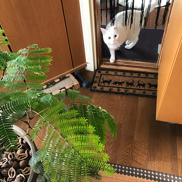 nyanko-beamさんの実例写真