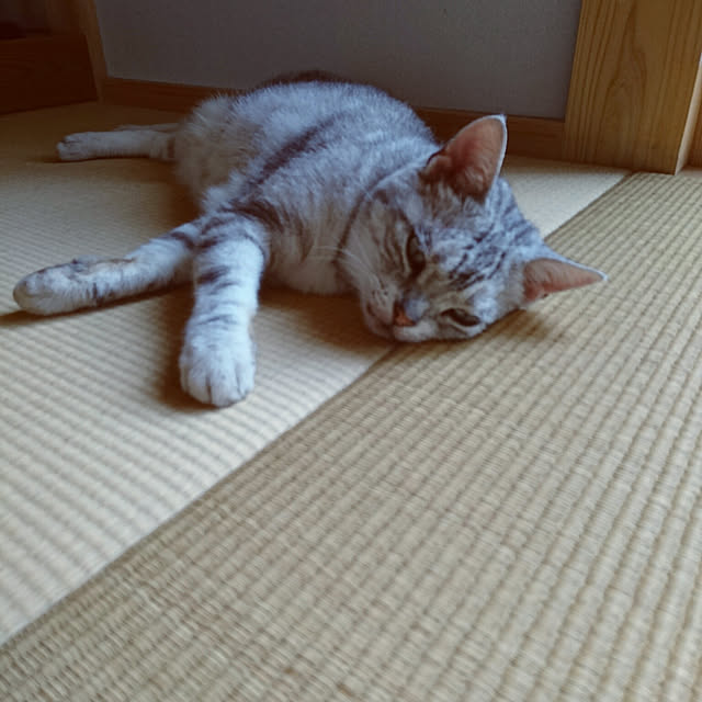 machikomamaさんの実例写真