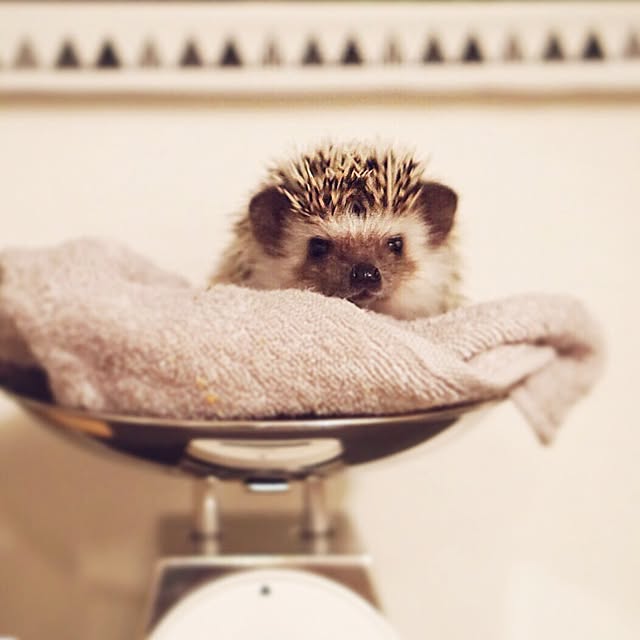 chihiroさんの実例写真