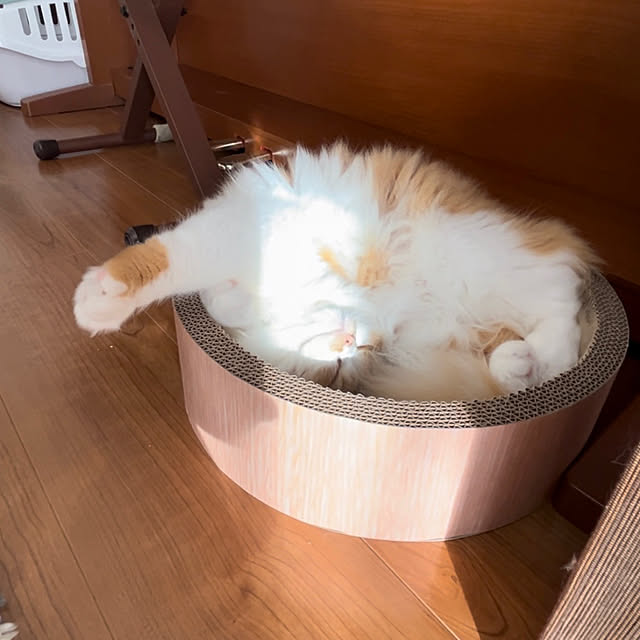 junさんの実例写真
