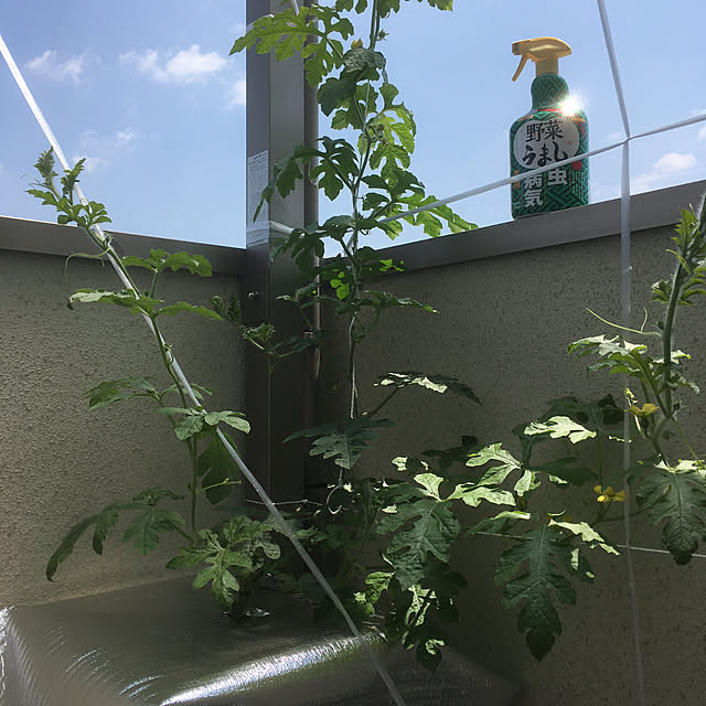 PEKO3_3さんの実例写真