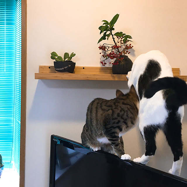 nobikoさんの実例写真