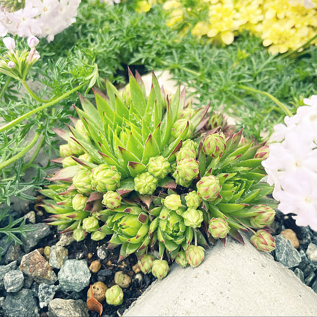 庭作り中/植物のある暮らし/ぐりーんと暮らす/玄関アプローチ/多肉植物...などのインテリア実例 - 2021-04-29 14:46:34