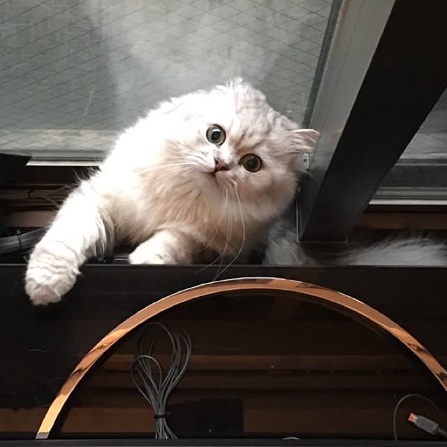 horurunさんの実例写真