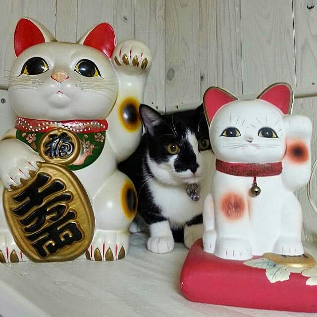 coronさんの実例写真