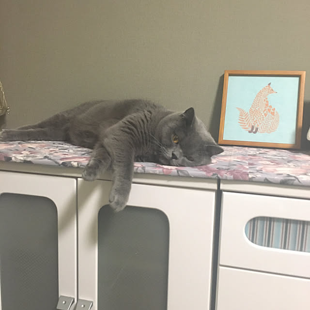 kittyさんの実例写真