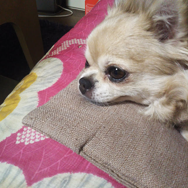 kiraさんの実例写真