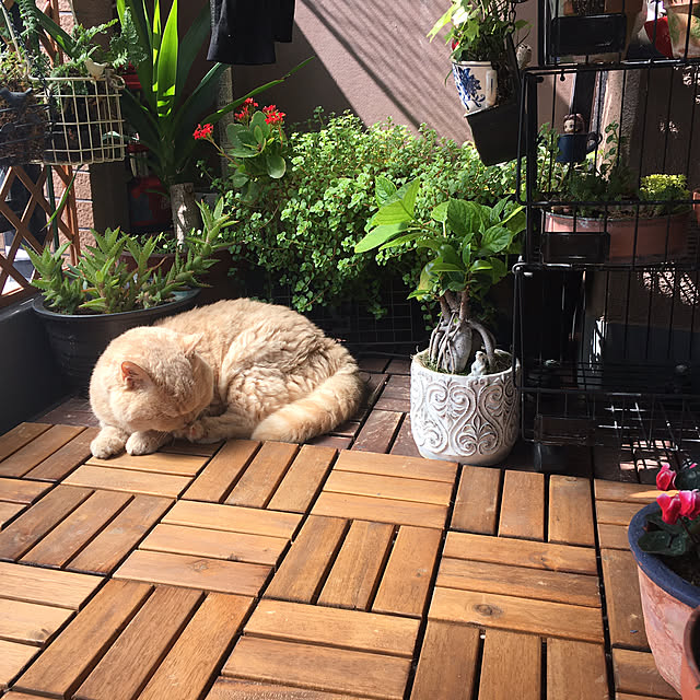 naokoさんの部屋
