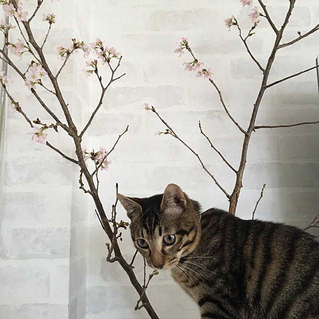 hamuhamuさんの実例写真