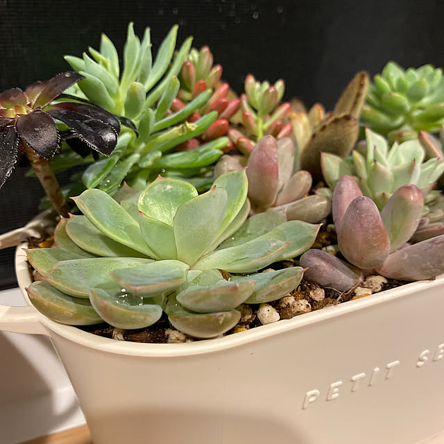 hachiさんの部屋